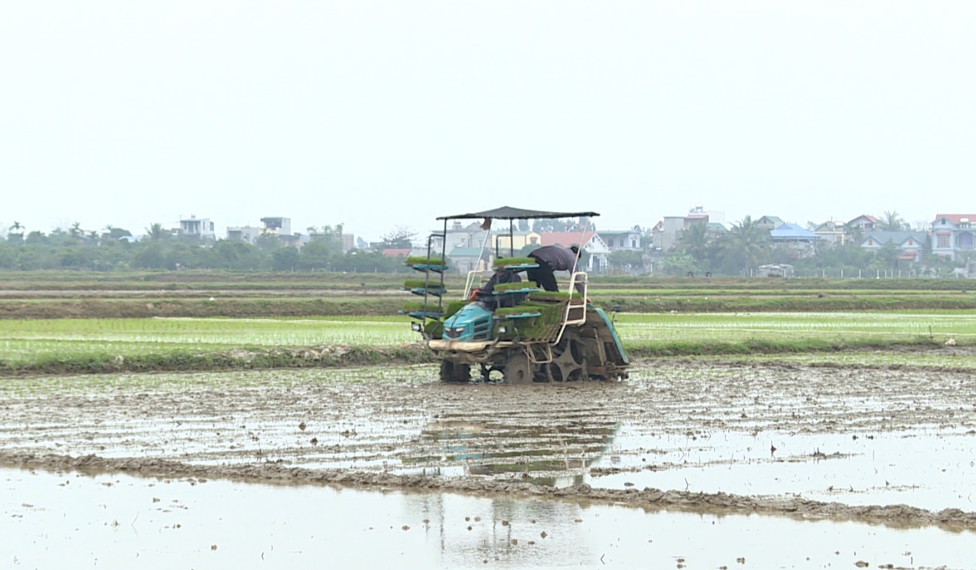 Thanh Hải phát huy vai trò HTX dịch vụ nông nghiệp